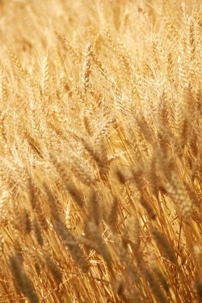 Wheat field background — Stock Photo, Image