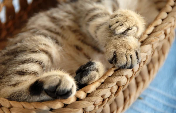 Paws in basket — Stock Photo, Image