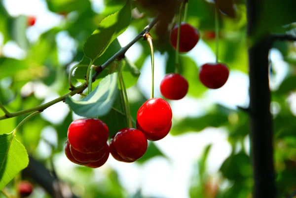 Growing cherries — Stock Photo, Image