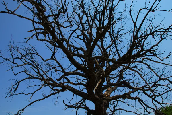 Μοναχικό δέντρο ξηρά κλαδιά — Φωτογραφία Αρχείου