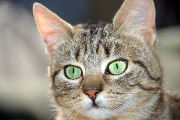 Portret młodego kota pieczywo mieszane — Zdjęcie stockowe
