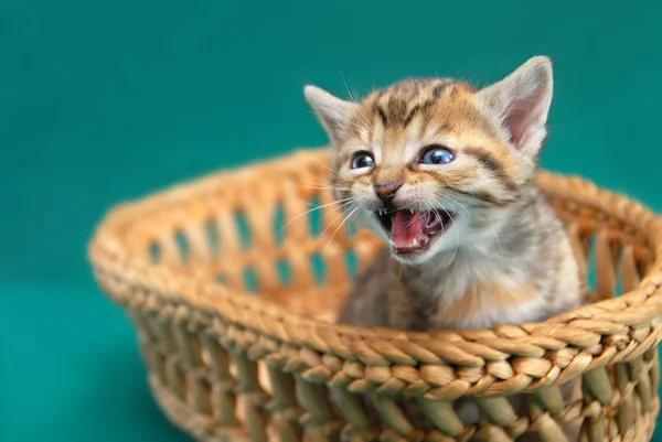 Adorable kitty in basket — Stock Photo, Image