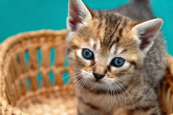 Schattig kitty in mand — Stockfoto