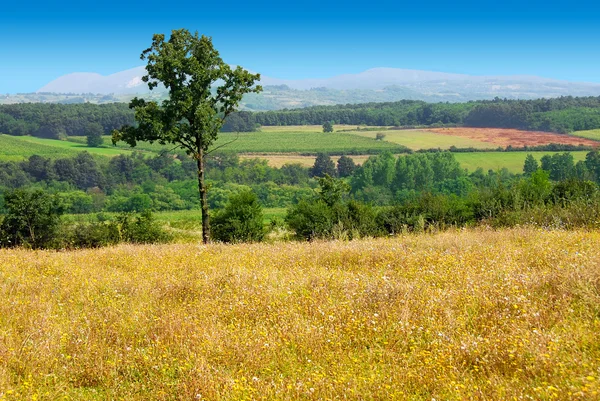 Zomer landelijk landschap — Stockfoto