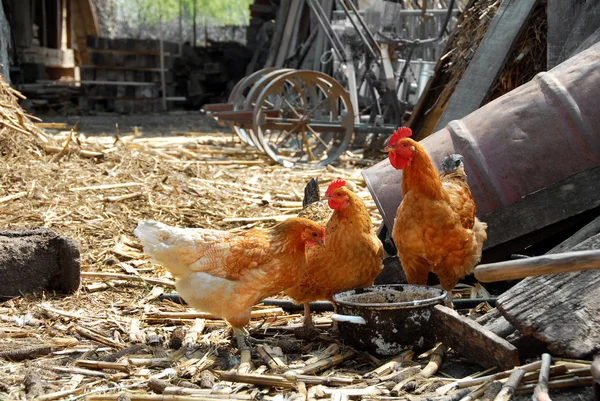 Hens in rustic farm yard — Stock Photo, Image