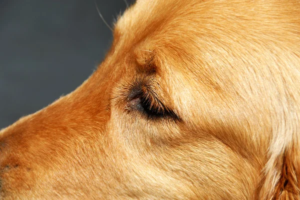 Hond ogen — Stockfoto
