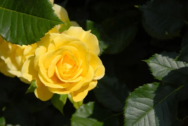 Желтая роза над драматической тенью — стоковое фото