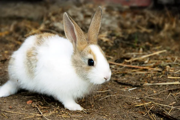 Bunny Rabbit — Stock Photo, Image