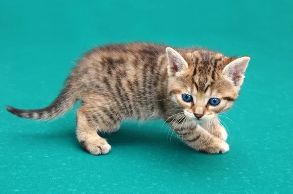 Kitten — Stockfoto