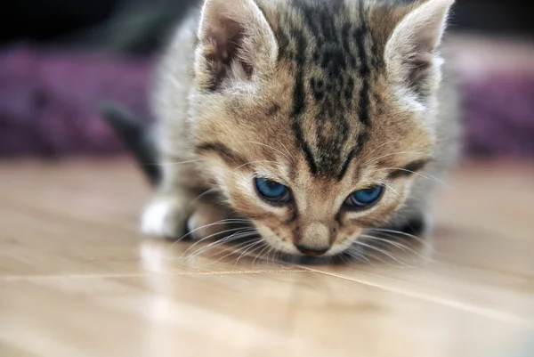 Baby cat sniff — Stock Photo, Image