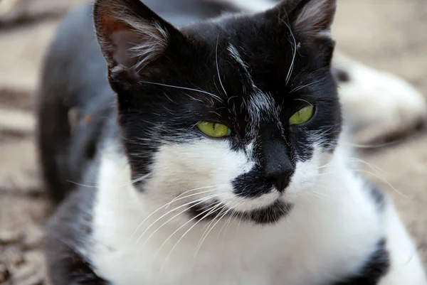 녹색 고양이 — 스톡 사진