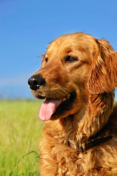 Golden retriever kutya portré — Stock Fotó