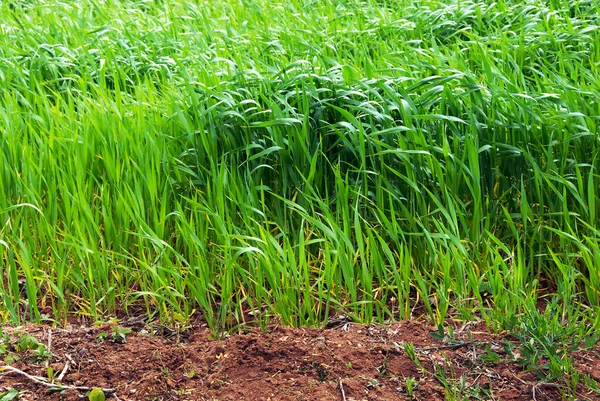 Pěstování pšenice pole — Stock fotografie