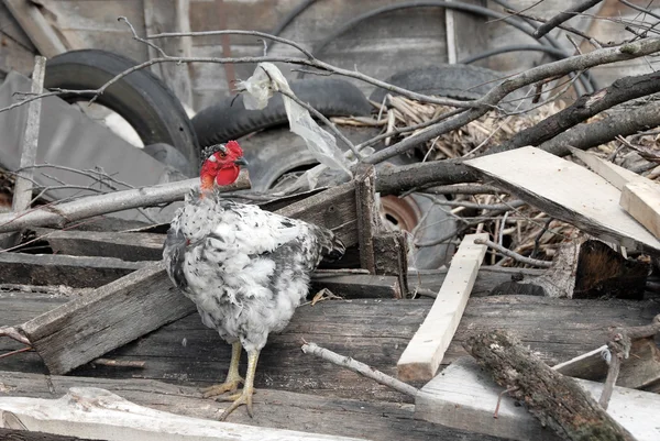 Hen between trash on farm yard — Stock Photo, Image