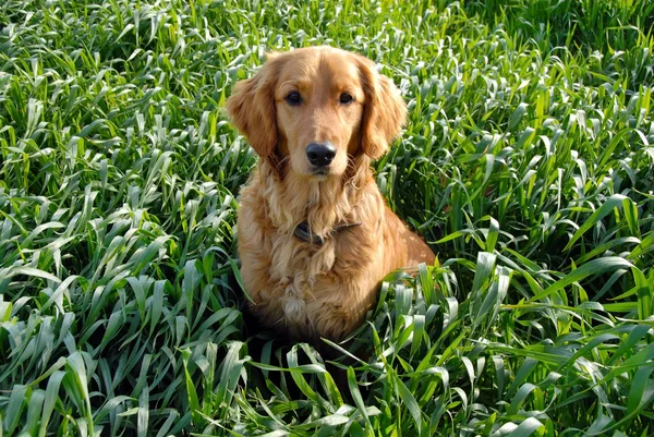 Собака в траве — стоковое фото