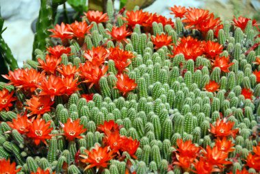 Cactus red flowers clipart