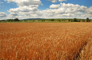 Wheat field clipart