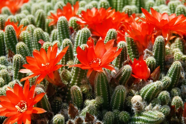 Cactus flores vermelhas — Fotografia de Stock