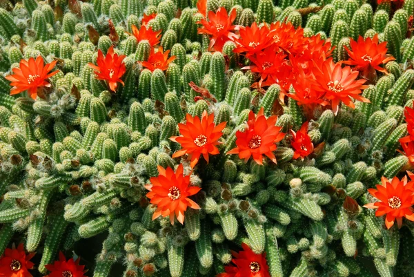 Cactus flores rojas — Foto de Stock