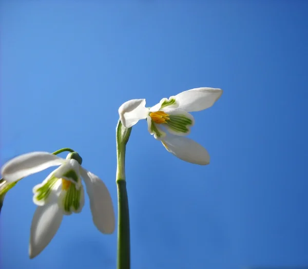Snowdrops over blue sky — Stock Photo, Image
