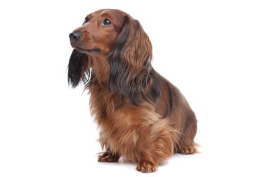 Standard long haired Dachshund clipart