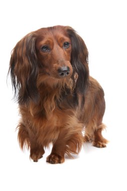 Standart uzun saçlı dachshund