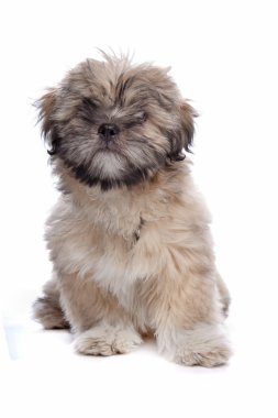 Lhasa apso köpek yavrusu