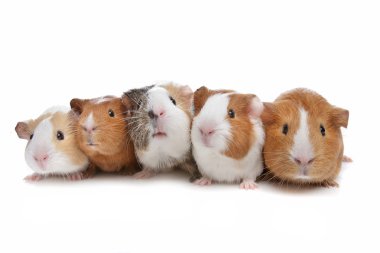 Five guinea pigs clipart