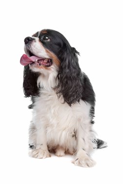 Şövalye Kral Charles Spaniel