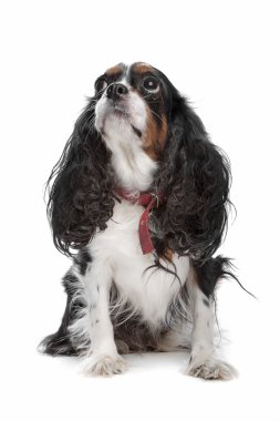 Şövalye Kral Charles Spaniel