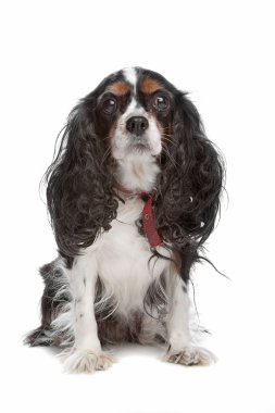 Şövalye Kral Charles Spaniel