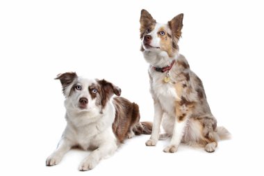 Two border collie dogs