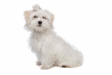 White maltese dog clipart