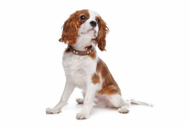 Şövalye Kral Charles Spaniel