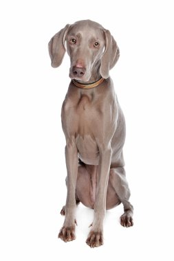 Weimaraner