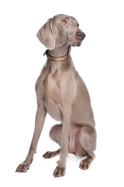 Weimaraner