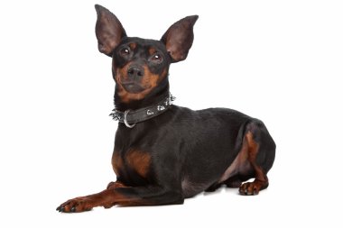 Minyatür pinscher.