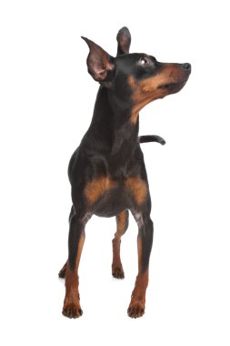 Minyatür pinscher.