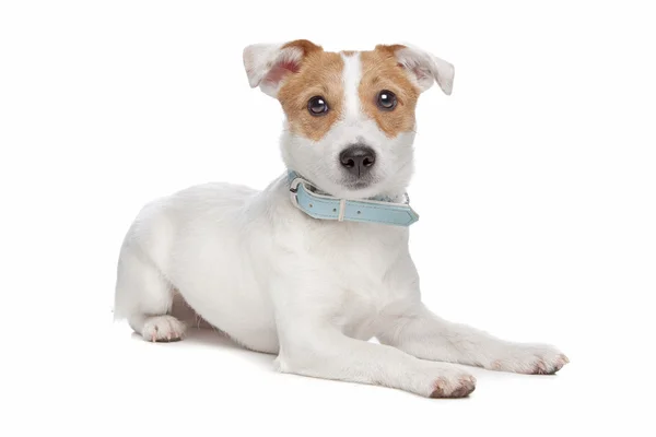 Jack Russel terrier hund — Stockfoto