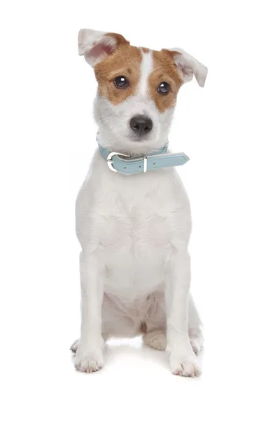 Jack Russel terrier cane — Foto Stock