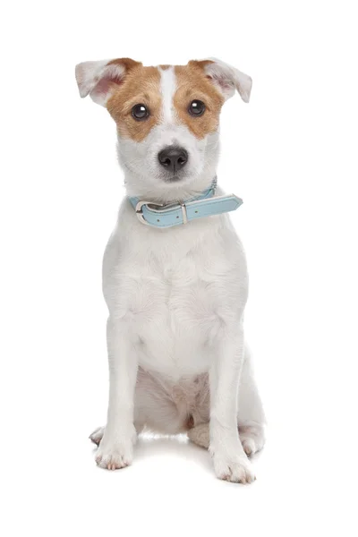 Jack Russel Terrier dog — Stock Photo, Image