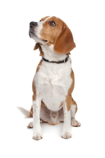 Beagle — Stockfoto