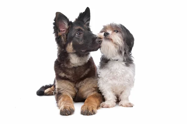 Γερμανικός Ποιμενικός κουτάβι και ένα boomer σκύλος — Φωτογραφία Αρχείου