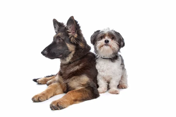 Duitse herder puppy en een boomer gemengd rashond — Stockfoto