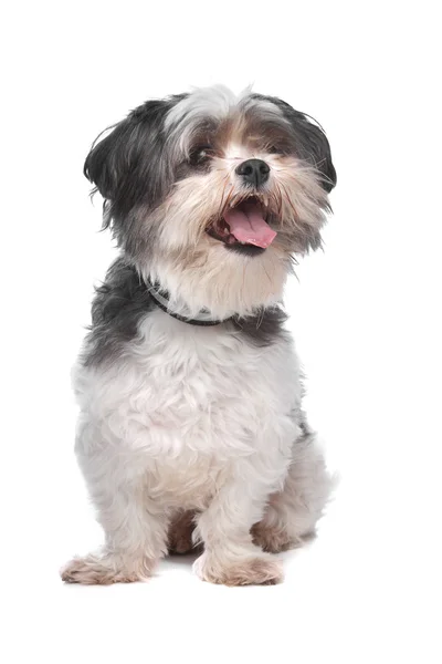 Бумер, смешанная порода собак — стоковое фото
