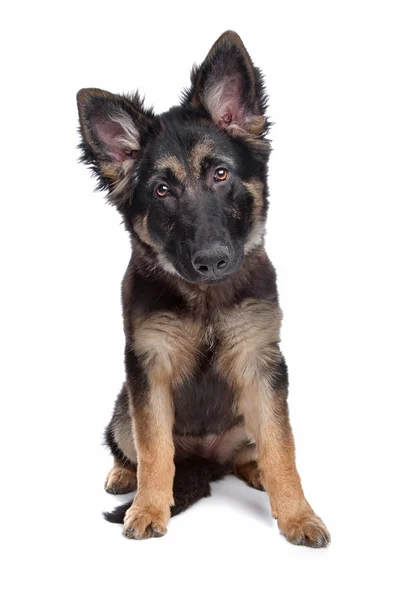 ジャーマン シェパードの子犬 — ストック写真