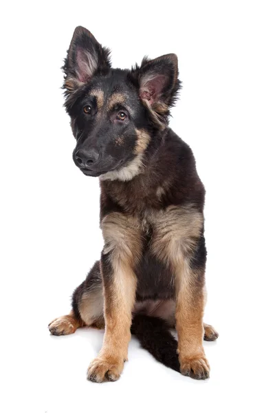 ジャーマン シェパードの子犬 — ストック写真
