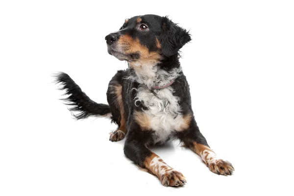 Mixed breed dog, kooiker, Frisian Pointer — Stock Photo, Image