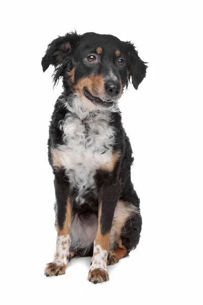 Karışık cins köpek, kooiker, Frizce işaretçi — Stok fotoğraf
