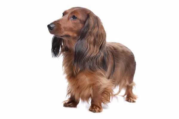 Standart uzun saçlı dachshund — Stok fotoğraf